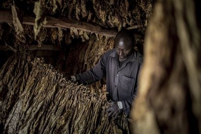 Un hombre trabaja en un secadero de tabaco en Mbola, en Tanzania.