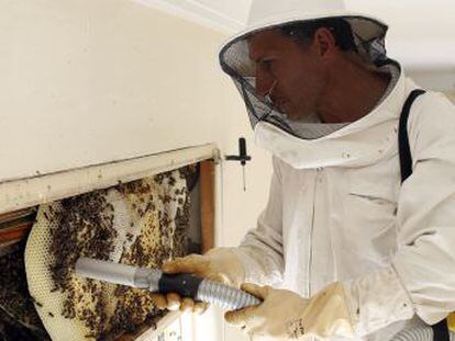 Un apicultor de Alcalá retira colmenas con una novedosa técnica que evita su mortandad
