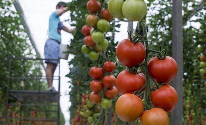 Un hombre trabaja en un invernadero de tomate en La Ca&ntilde;ada, Almer&iacute;a. &nbsp;