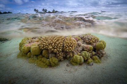 Arrecifes de coral en la laguna del atolón Toau, a unos 400 kilómetros de Tahití en el archipiélago Tuamotu, en la Polinesia francesa.