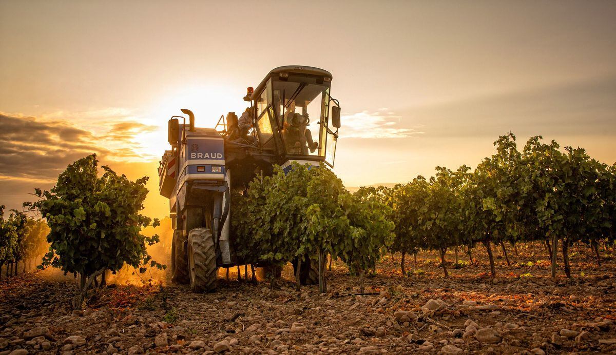 Il vino esce dalla crisi e fa salire le vendite |  Economia