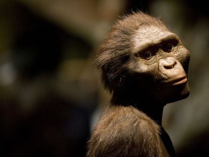 Recreación del aspecto de Lucy, una 'Australopitecus afarensis' ancestro de 'Homo sapiens', a partir de unos restos hallados hace casi 50 años en Etiopía. Vivió hace 3,2 millones de años.