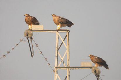 Tres ejemplares de águila imperial en un poste eléctrico.