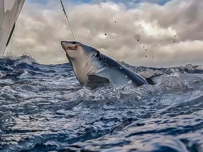 Pesca de tiburones con palangre en el Atlántico Norte.