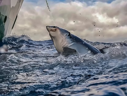 Pesca de tiburones con palangre en el Atlántico Norte.