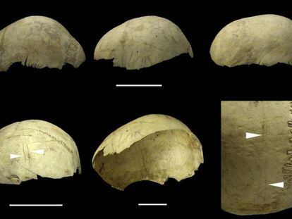 Cráneos copa encontrados en la cueva de El Mirador, en Atapuerca, con marcas de manipulación