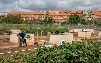 En la orilla del río Tormes, en Salamanca, hay más de 600 huertos urbanos. Además de proporcionar alimentos a los vecinos, contribuyen a la recolonización vegetal y a acercar la biodiversidad.