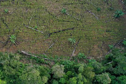 Vista aérea de una plantación de coca en el Guaviare, Colombia.