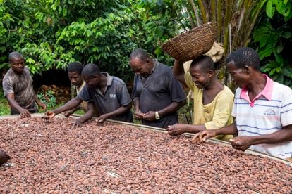 Un grupo de productores que secan cacao.