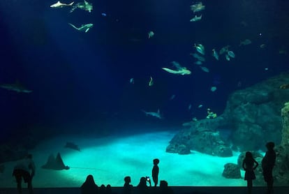 Visitantes delante del gran tanque oceánico del Den Bla Planet, el acuario de Copenhague.