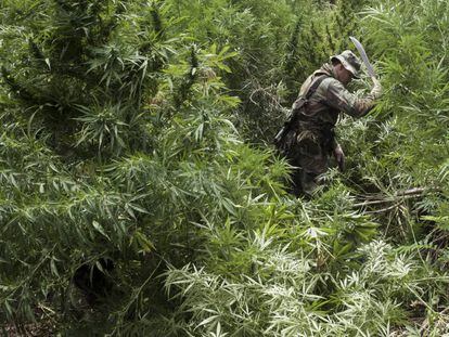 Una agente fiscal durante una visita a una plantación de marihuana en Alto Paraná (Paraguay).