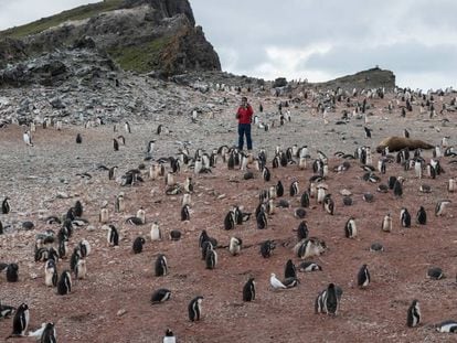 Pingüinos en Hannah Point, la Antártida.