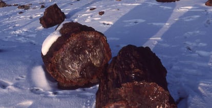 Bosque petrificado nevado.
