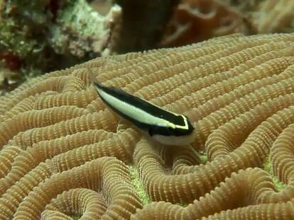 La macrofauna de los arrecifes de coral