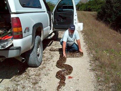 Un hombre con una serpiente pitón en el parque de los Everglades.