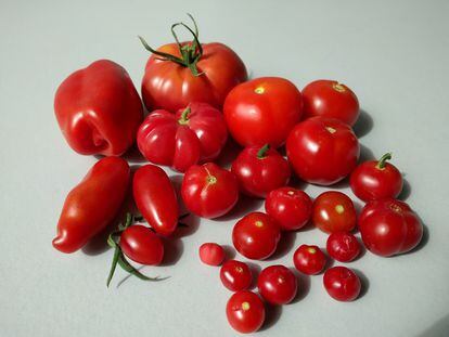 Un conjunto de tomates, que abarca desde algunos silvestres a otros ya domesticados.