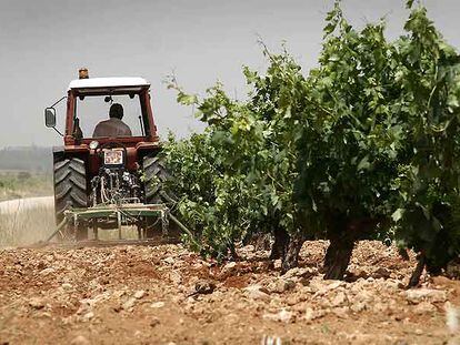 Un agricultor prepara una finca de viñedos en la comarca de Requena-Utiel, en Valencia.