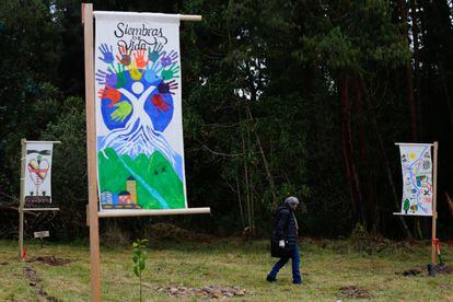 A woman walks in front of the forest that is being helped to restore.