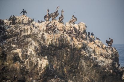 Un grupo de pelícanos sobre un peñasco. La gripe aviar también golpeó a las aves por acá, entre ellas a esta especie. Pero de todas maneras se le ve volando y pescando.