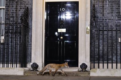 Un zorro pasaba ayer frente al número 10 de Downing Street.
