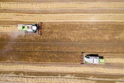 Dos cosechadoras trabajan en un campo de trigo cerca de Somberek, a unos 190 km de Budapest. (Hungría)
