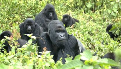 Una familia de gorilas de monta&ntilde;a en el Parque Nacional Virunga, en la frontera del Congo.