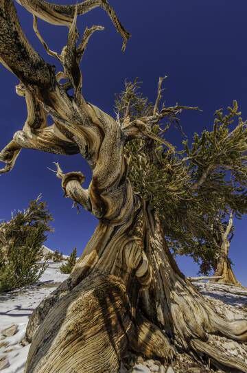 Un anciano ejemplar de pino de Bristlecone (Pinus longaeva) en las White Mountains de California.