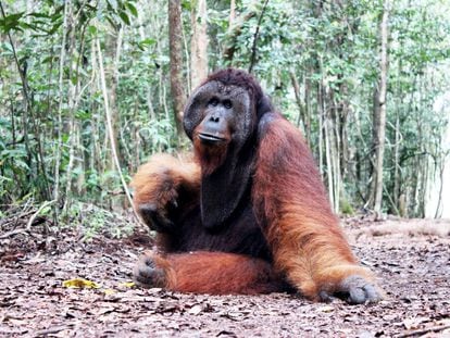 Thom, ejemplar macho adulto de orangután	de Borneo, en	el Parque	Nacional	de Tanjung Puting (Borneo, Indonesia).