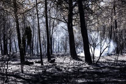 El viento ha reactivado el fuego este lunes en uno de los dos puntos críticos del incendio iniciado el pasado jueves en Villanueva de Viver, en Castellón. En la imagen, el bosque quemado cerca de la localidad castellonense, este lunes.