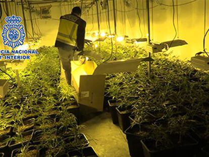 Plantación de cannabis intervenida.