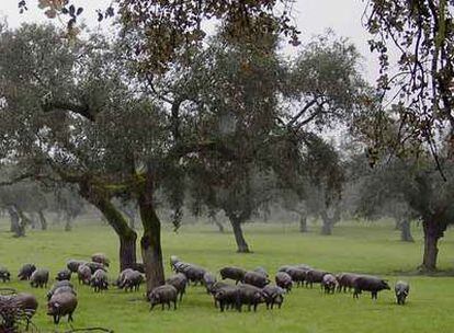 Cerdos en las dehesas salmantinas de Guijuelo.