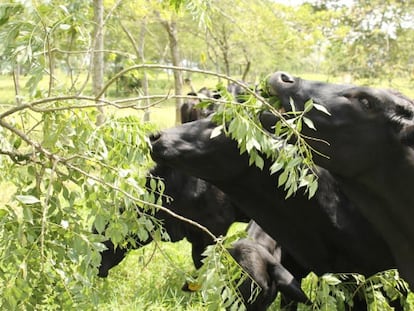 Vacas comen hojas de &aacute;rboles