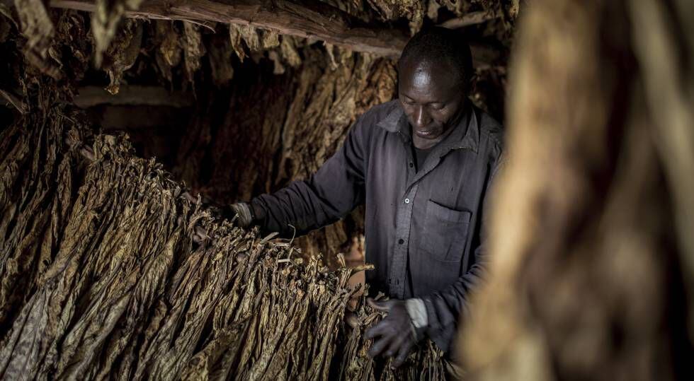 Omari Jumanne Dengu es un vecino que cultiva tabaco.