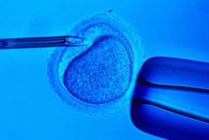 Los investigadores tratan de reproducir la función ovárica para aquellas mujeres que la perdieron por enfermedades.