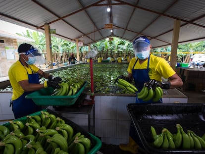 Productores de banano limpian la fruta en El Oro (Ecuador).