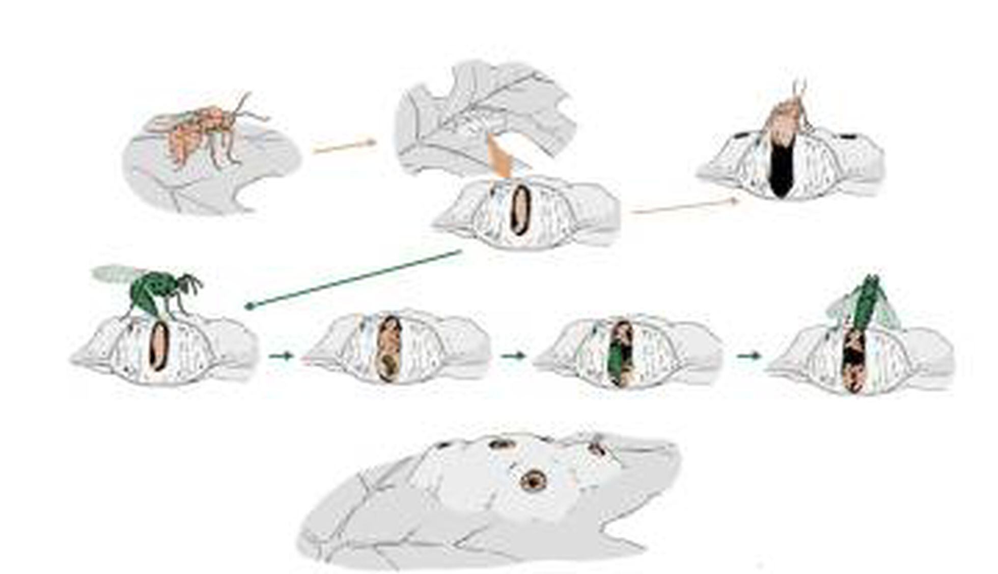 La Avispa Que Manipula Y Mata Para Reproducirse Ciencia El Pa S