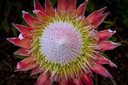 El atlas de las nubes predijo la distribución geográfica del protea rey (su flor en la imagen), un arbusto de la franja de clima mediterráneo de Sudáfrica.