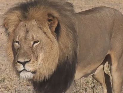 El león Cecil en su reserva de Zimbabue.