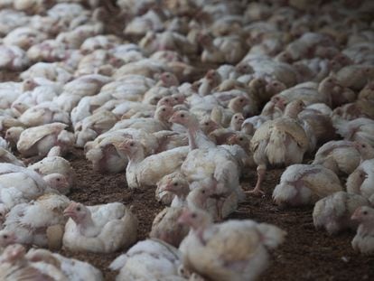 Pollos de engorde dentro de una granja avícola en las afueras de Buenos Aires, el 27 de enero de 2023.