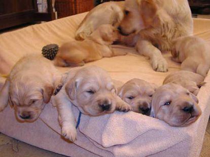 Foto de los cachorros que acompañaba un  falso mensaje.