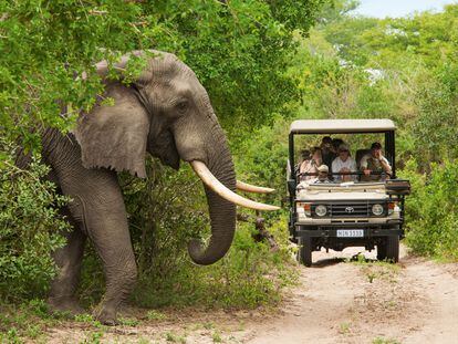 El Parque de Elefantes de Tembe, en el norte, se creó en 1983 para proteger a los ejemplares que migraban entre Maputaland y el sur de Mozambique, huyendo de los furtivos.