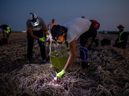 Una cuadrilla de jornaleros recoge cebollas por la noche para evitar las altas temperaturas, la semana pasada en Lebrija (Sevilla).