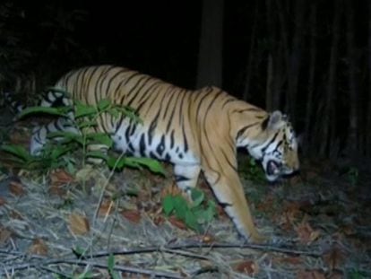 Uno de los tigres que ha regresado al sur de Tailandia.
