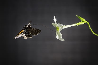 Una polilla del tabaco ('Manduca Sexta'), como animal modelo en el trabajo de Bill Hansson del Instituto Max Planck de Ecología Química.