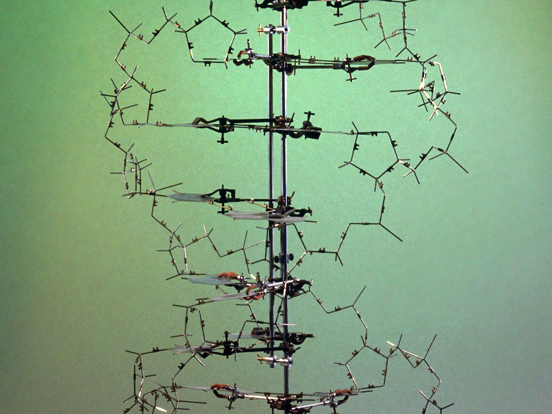 Réplica del modelo original que usaron Francis Crick y James Watson para deducir la estructura en doble hélice del ADN.