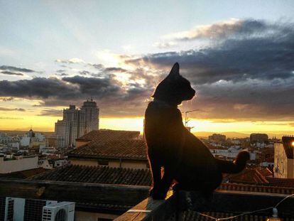 Bubu oteando el horizonte desde las alturas.