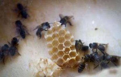 Suiza anunció hoy que se unirá a la prohibición parcial del uso de tres insecticidas utilizados para el tratamiento de semillas de colza y trigo, que fue adoptada hoy por la Comisión Europea (CE) al constituir un riesgo para las abejas. EFE/Archivo