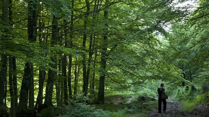 Bosque a las afueras de Zalduondo (Álava).