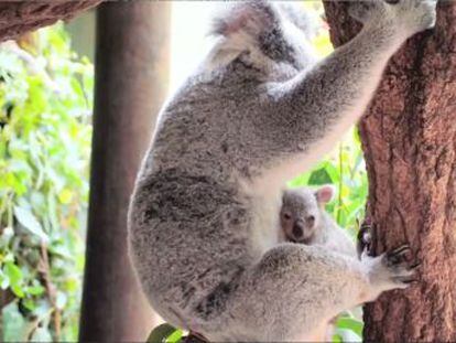 El parque muestra al primero en salir de la bolsa de sus 13 nuevos marsupiales, un récord de nacimientos en lo que va de año