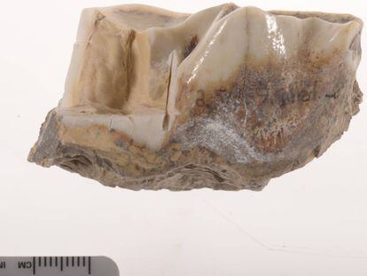 Este molar de un 'Stephanorhinus' conserva su reluciente esmalte despues de 1,7 millones de años.